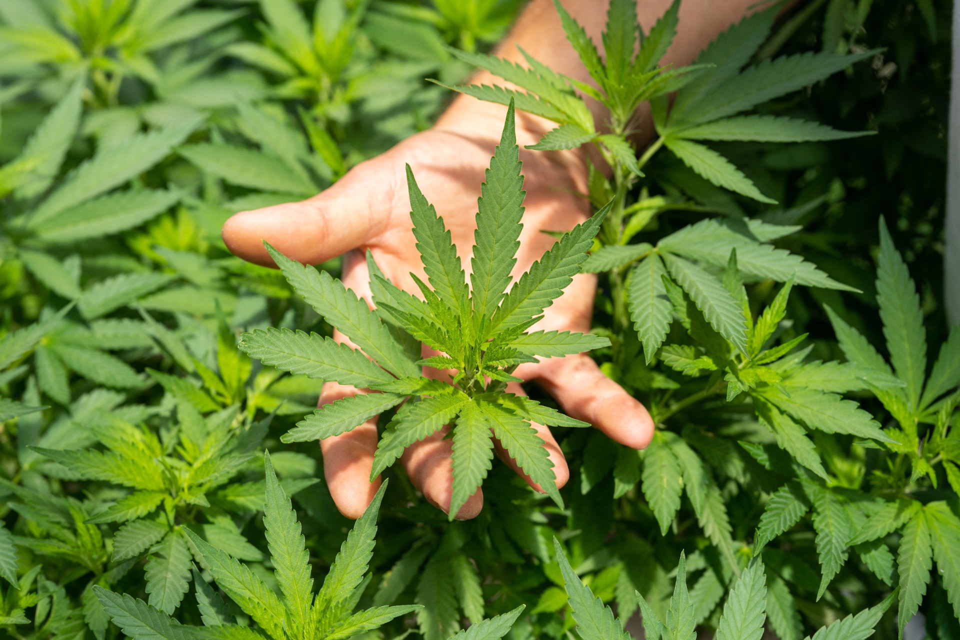 cannabis sativa 